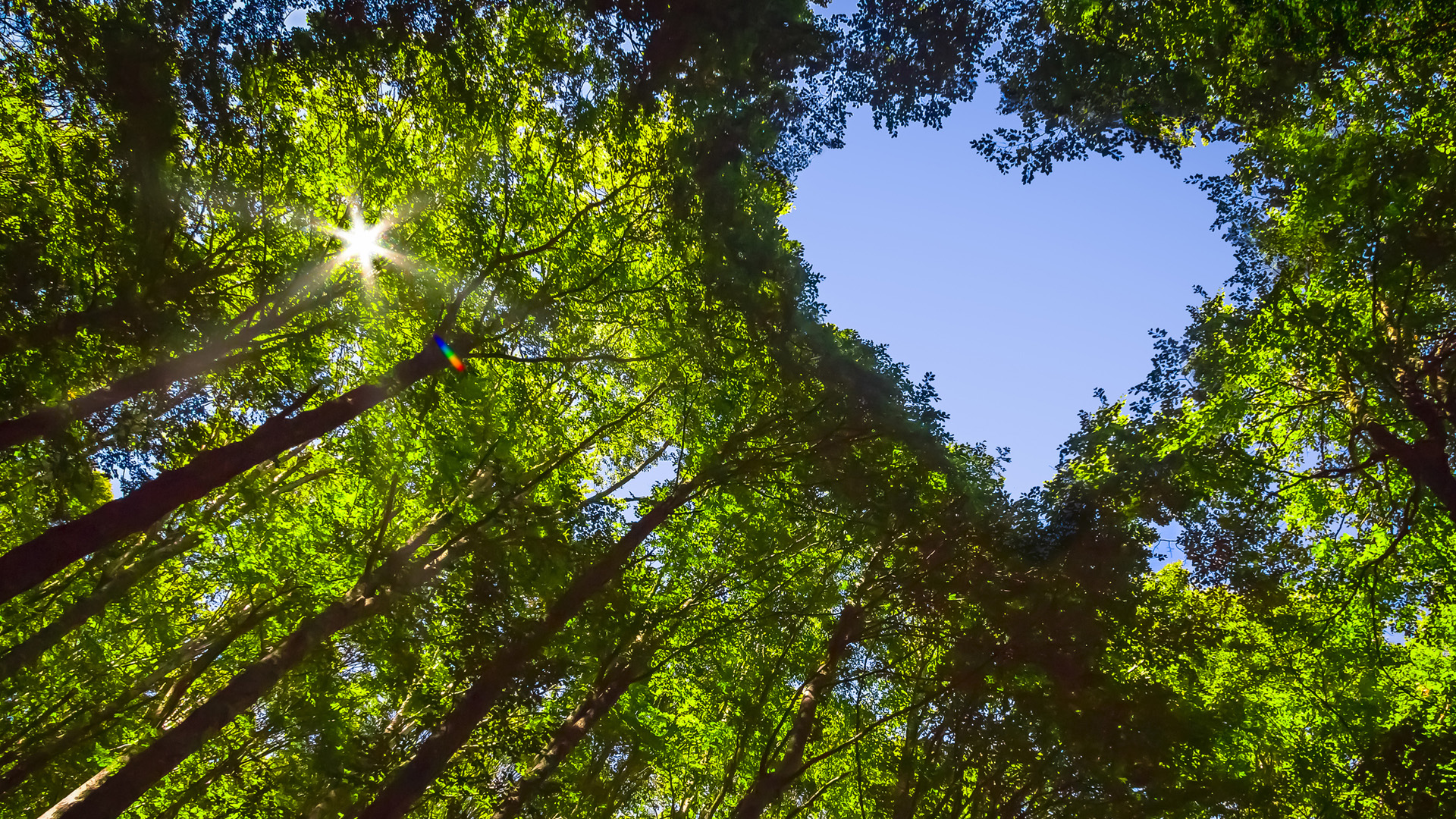 Green Heart Sustainability Image